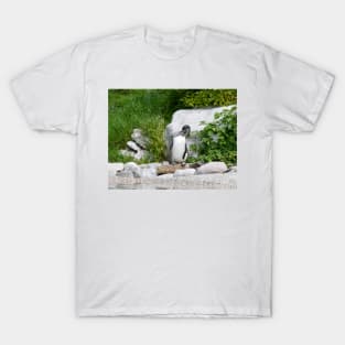 Humboldt Penguin T-Shirt